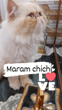 ذكر للتزاوج