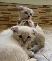 chat-scottish-fold-mahelma-alger-algerie