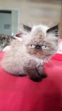 Picky face