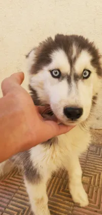 Chiots Husky 