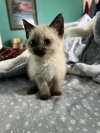Le chat petit siamois
