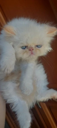 Mâle peke face 