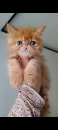 Femelle peke face 