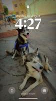 chien-husky-couple-siberien-سومة-شابة-oran-algerie