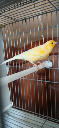 Canari ordinaire grand taille 