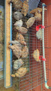 Cage avec les cailles 
