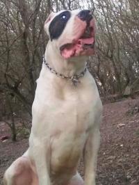 كلب-chiot-dog-argontino-femelle-باش-جراح-الجزائر