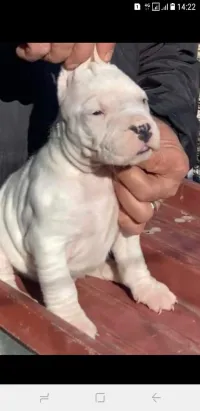 chiot femelle dog