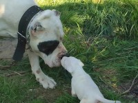 كلب-chiot-dog-argontino-بودواو-بومرداس-الجزائر