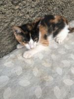 chat-pour-adoption-el-biar-alger-algerie