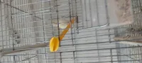 Canaris