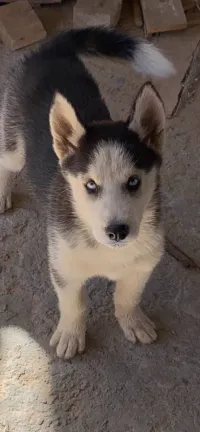 Husky