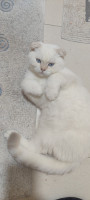 chat-scottish-fold-short-hair-ben-aknoun-alger-algerie