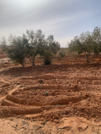 terrain-agricole-vente-laghouat-algerie