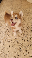 chien-husky-siberien-annaba-algerie