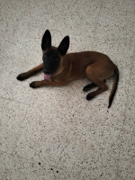 chien-malinois-4-mois-ain-naadja-alger-algerie