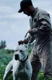 chein Dogue argentin