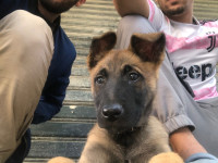 chien-berger-belge-malinois-tadmait-tizi-ouzou-algerie