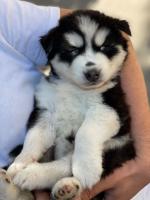 chien-husky-malamute-kouba-alger-algerie