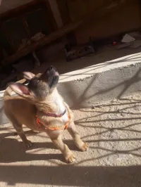 Malinois
