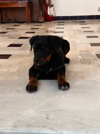 Chiot Rottweiler 2 mois