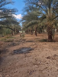 آخر-بيع-عقار-أولاد-جلال-الدوسن-الجزائر