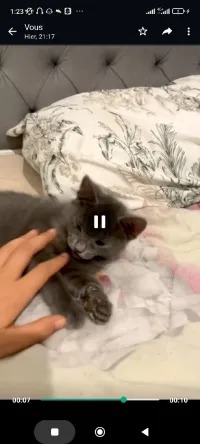 chat blue russe