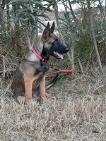 chien-malinois-bouzareah-alger-algerie