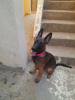 chien-malinois-charboni-bouzareah-alger-algerie