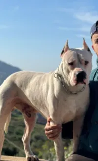 Chiot dogue argentin Male et femelle 