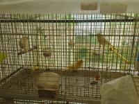 عصفور-canaris-sateni-البليدة-الجزائر