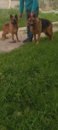 Berger allemand 