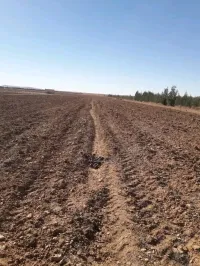 Vente Terrain Agricole Djelfa Ain oussara