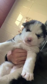 Chiot husky 1 mois