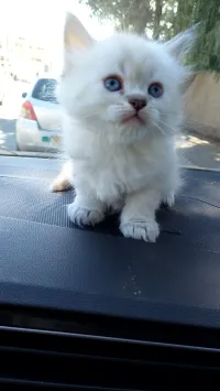 Chatons de race 