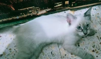 Chat siamois 