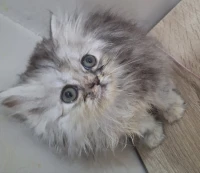 Chat persan chinchilla femelle 
