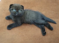 Chat Scottish fold femelle ha