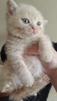 Chat british shorthair mâle 