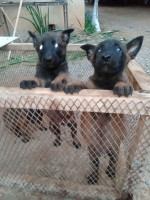 chien-femelles-malinois-draria-alger-algerie