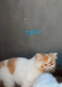 Chat van للتزاوج