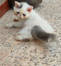 Chat van
