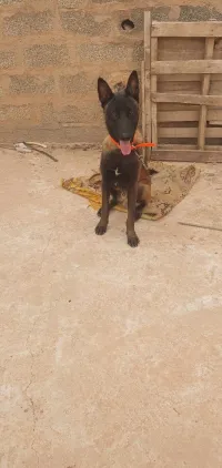 Malinois soup pure rass