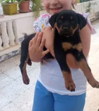 rottweiler  
