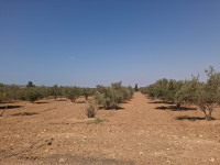 terrain-agricole-vente-oran-boutlelis-algerie