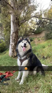 Husky malamute