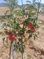 terrain-agricole-vente-batna-algerie