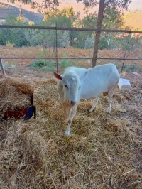 Bouc Coupleur عتروس كوپلور