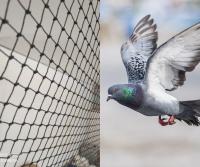 nettoyage-jardinage-filet-anti-pigeons-et-volatiles-chlef-laghouat-oum-el-bouaghi-batna-bejaia-algerie