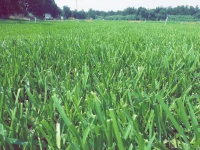 Gazon naturel 